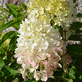 Zinfin Doll Hydrangea #3 gallon pot - Proven Winners