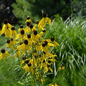 Gray-headed Coneflower #1.5 gallon pot