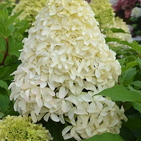 Quick Fire Fab Hydrangea #3 gallon pot - Proven Winners