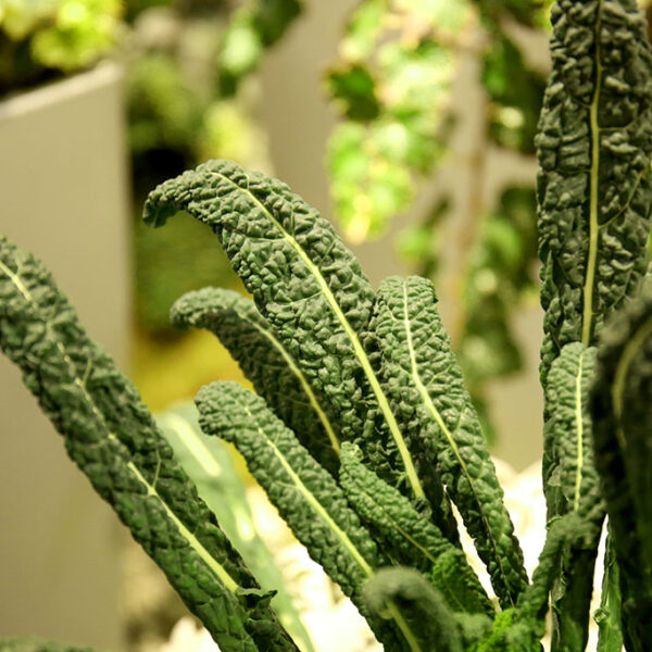 Chef Jeff "Dinosaur" Kale