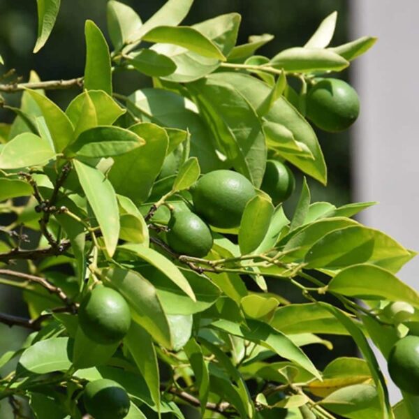 Key Lime #1 gallon pot