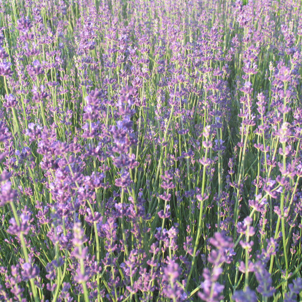 Chef Jeff "Munstead" Lavender