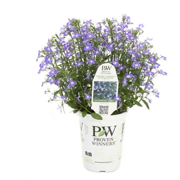 Proven Winners Lobelia Laguna Compact Blue