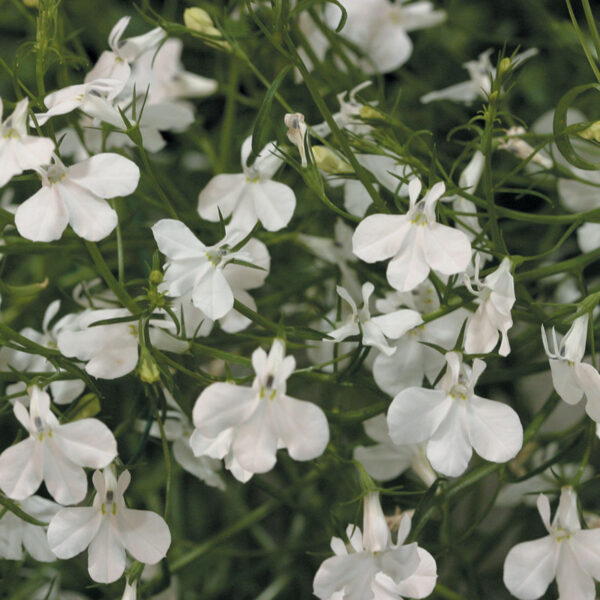 Proven Winners Lobelia Laguna White