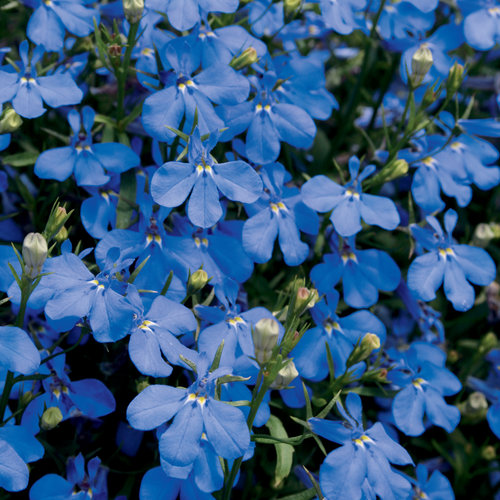 Lobelia Laguna Dark Blue Proven Winners