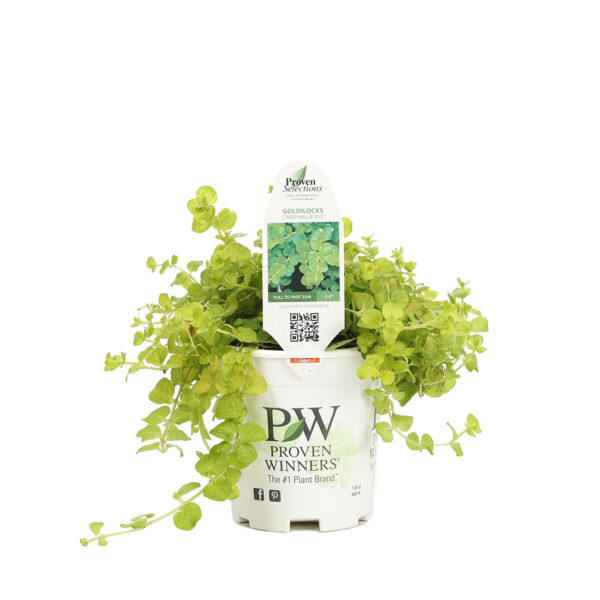 Proven Selections Lysimachia Goldilocks Creeping Jenny