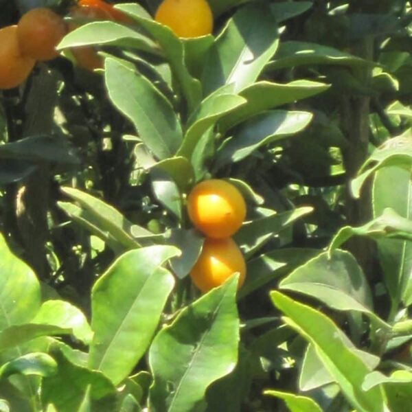 Meiwa Kumquat #1 gallon pot