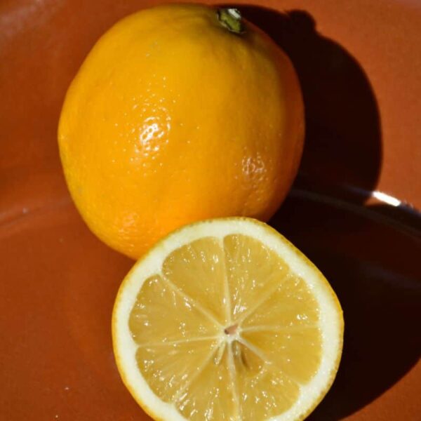 Meyer Lemon #1 gallon pot