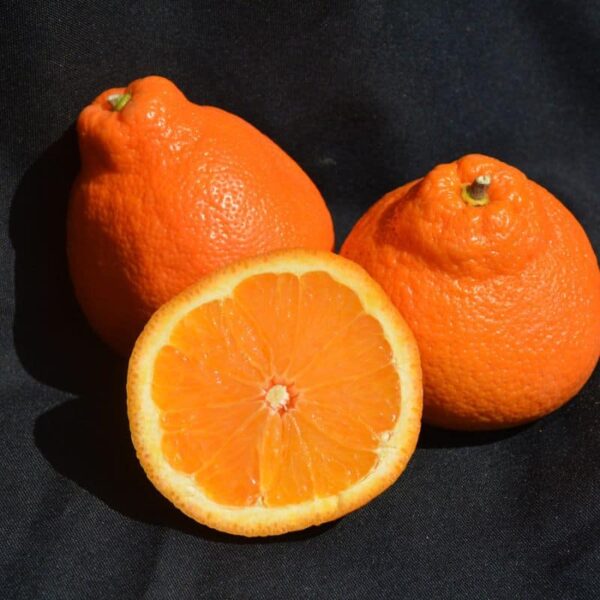 Minneola Tangelo #5 gallon pot - Treeform