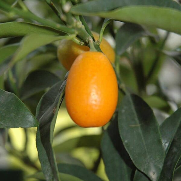 Nagami Kumquat #10 gallon pot - Treeform
