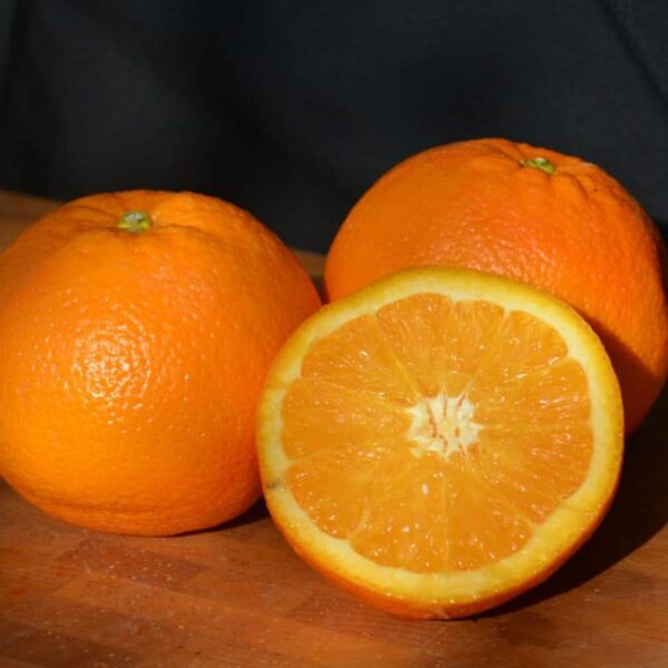 Navel Orange #1 gallon pot