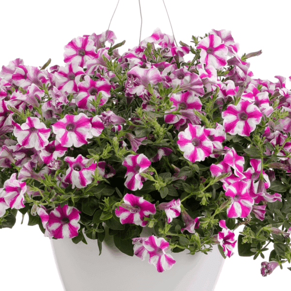 Proven Winners Lovie Dovie Supertunia Petunia Hanging Basket