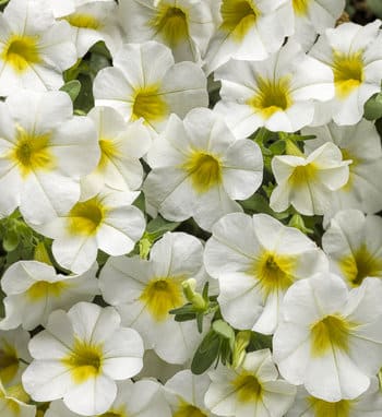 Calibrachoa 'Superbells' Over Easy Proven Winners