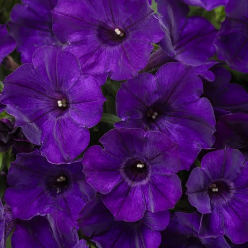 Proven Winners Royal Velvet Supertunia Petunia Hanging Basket