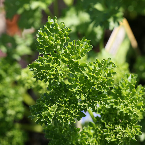 Chef Jeff Curly Leaf Parsley