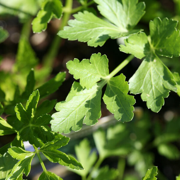 Chef Jeff Italian Flat Leaf Parsley