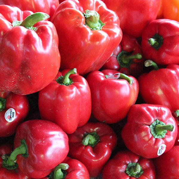 Chef Jeff "Red Beauty" Red Bell Pepper