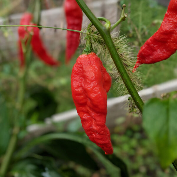 Chef Jeff "Ghost Chili" Pepper