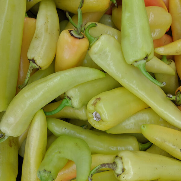 Chef Jeff "Hot Wax" Hungarian Pepper