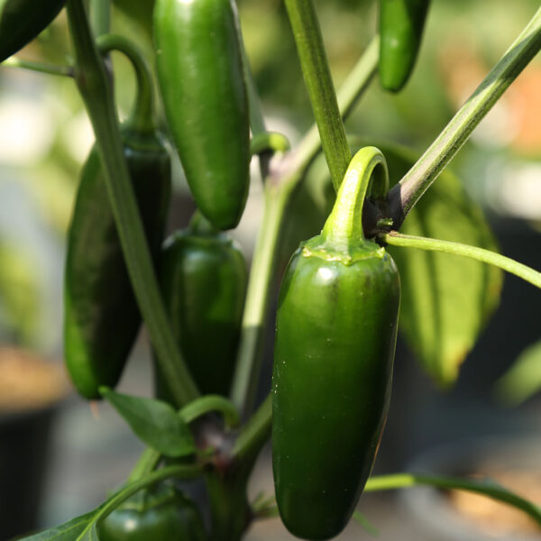 Chef Jeff "Mucho Nacho" Salsarific Pepper