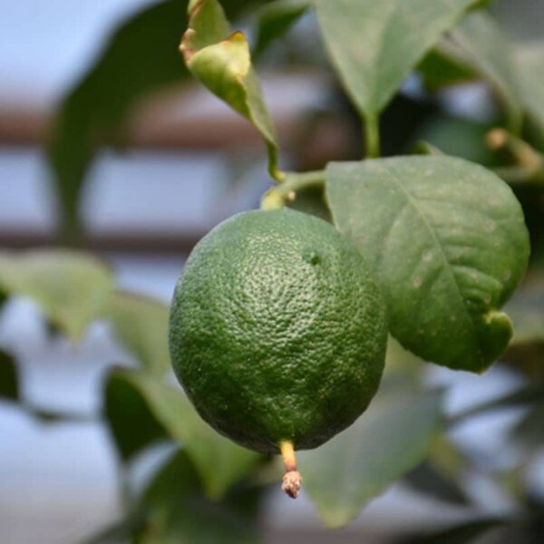 Persian Lime #1 gallon pot