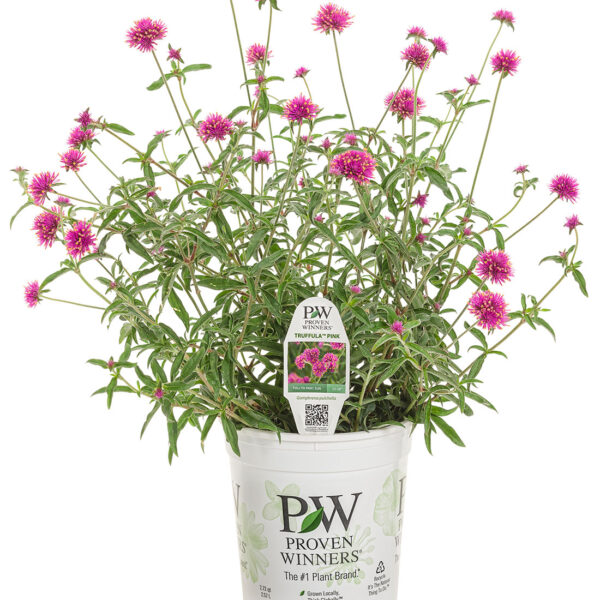 Proven Winners Truffula Pink Globe Amaranth