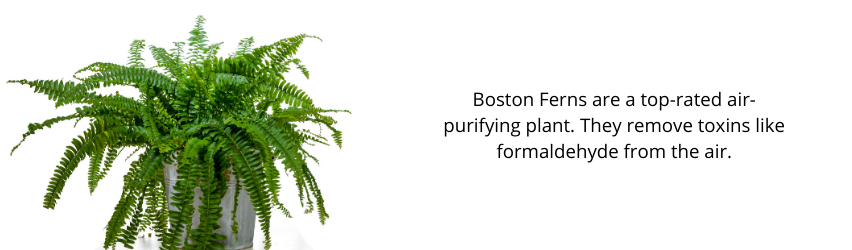 Boston Fern