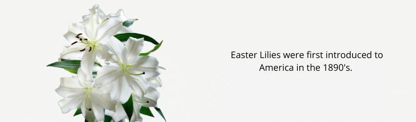 Easter Lily