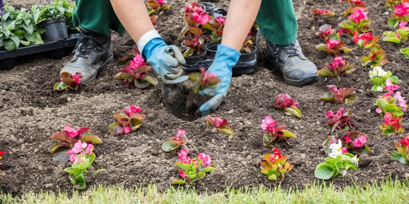 Annual Spacing Guide