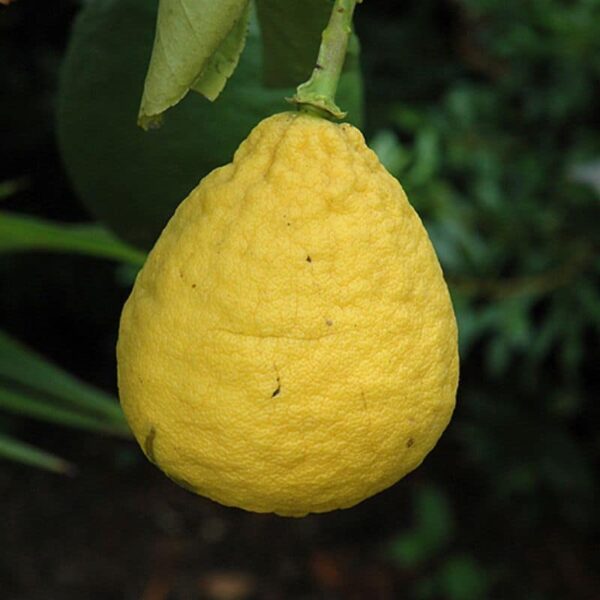 Ponderosa Lemon #1 gallon pot