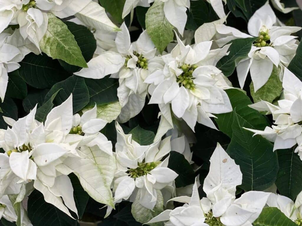 Princettia Poinsettias:  A Plant for All Pink Lovers