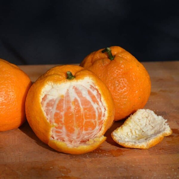 Satsuma Mandarin Orange #10 gallon pot - Treeform