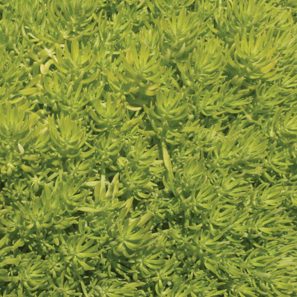 Proven Winners Sedum Lemon Coral