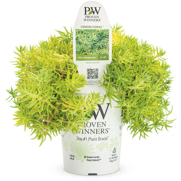 Proven Winners Sedum Lemon Coral