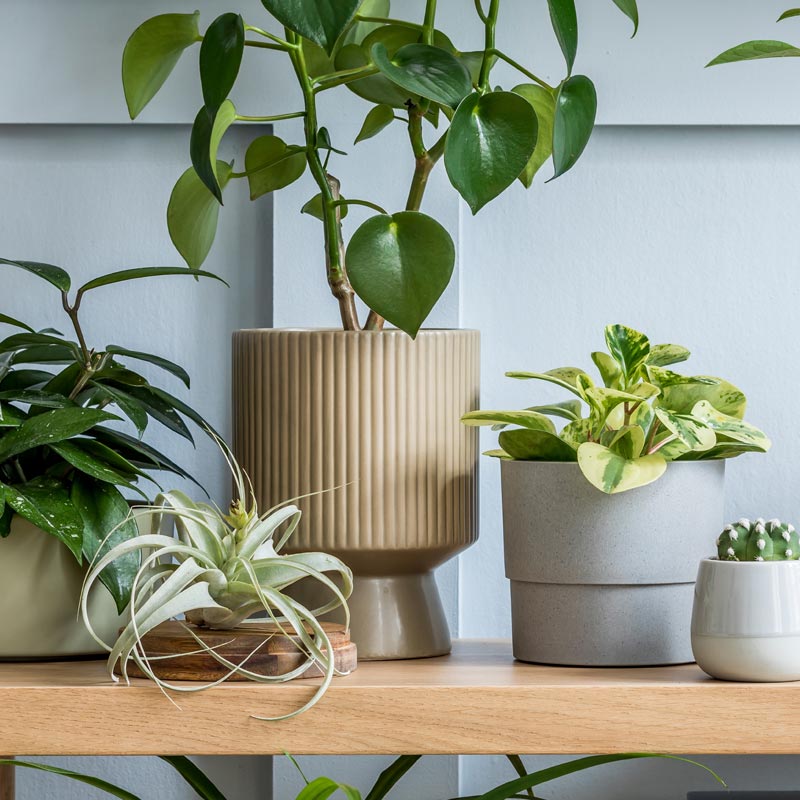 Top 5 House Plants for the Office