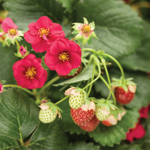 Proven Winners Strawberry Berried Treasure