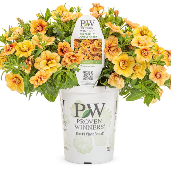 Proven Winners Superbells Double Amber Calibrachoa