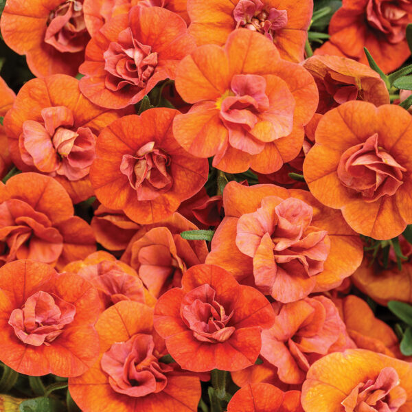 Proven Winners Superbells Double Orange Hanging Basket