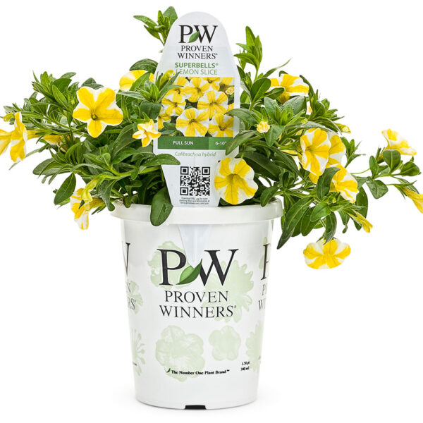 Calibrachoa 'Superbells' Lemon Slice Proven Winners