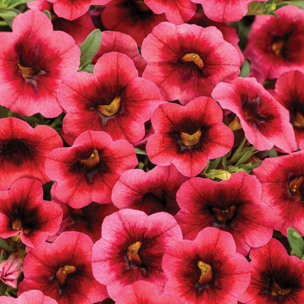 Proven Winners Superbells Watermelon Punch Calibrachoa