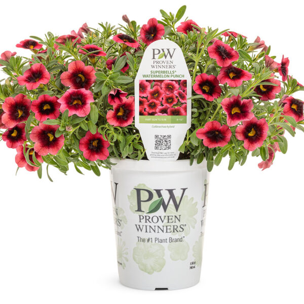 Proven Winners Superbells Watermelon Punch Calibrachoa