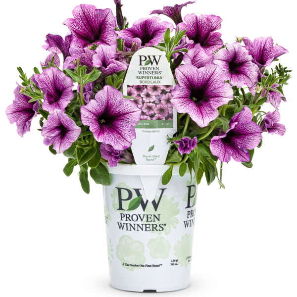 Proven Winners Supertunia Bordeaux Supertunia