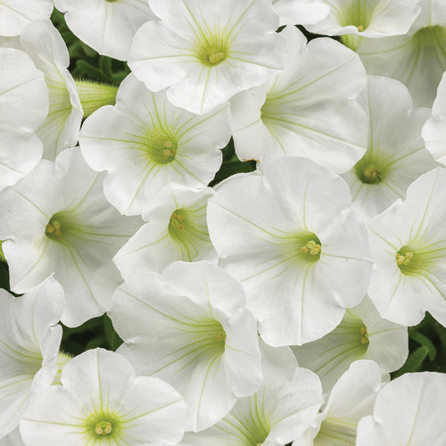 Proven Winners Supertunia Mini Vista White Petunia