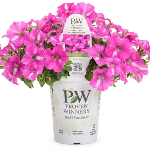 Proven Winners Supertunia Raspberry Rush