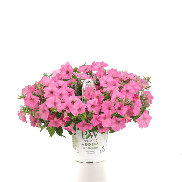 Proven Winners Supertunia Vista Bubblegum Petunia