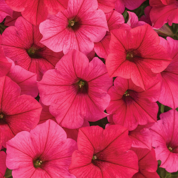 Proven Winners Supertunia Vista Paradise  Petunia