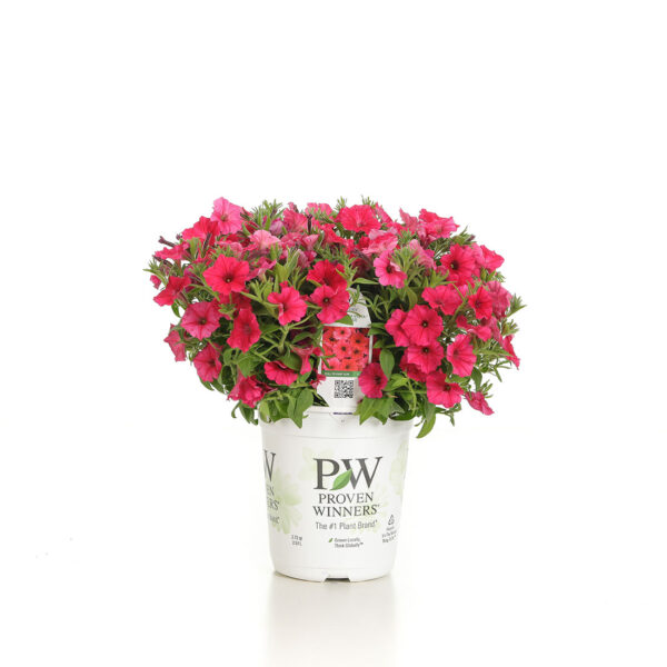 Proven Winners Supertunia Vista Paradise Petunia