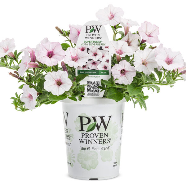 Proven Winners Supertunia Vista Silverberry Petunia