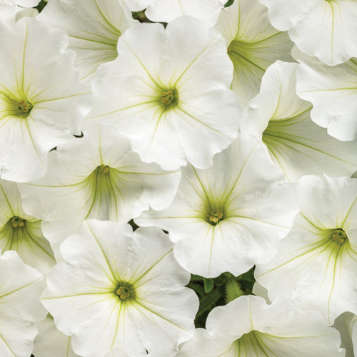 Proven Winners Supertunia Vista Snowdrift Petunia