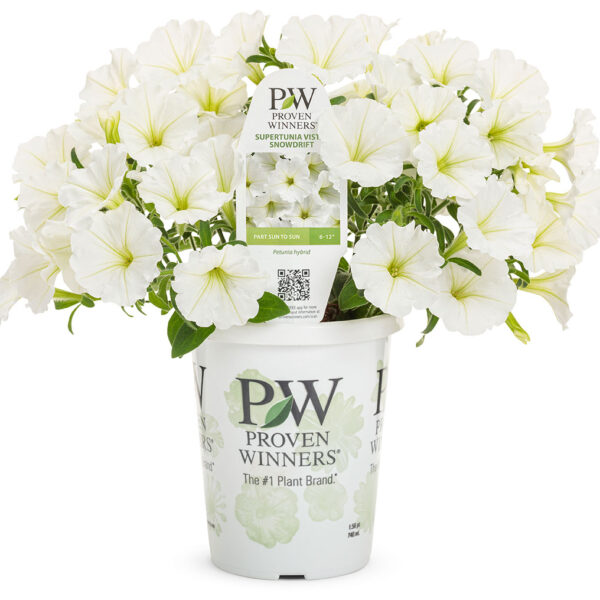 Proven Winners Supertunia Vista Snowdrift Petunia
